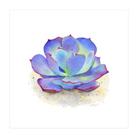 Blue Echeveria Succulent (Print Only)
