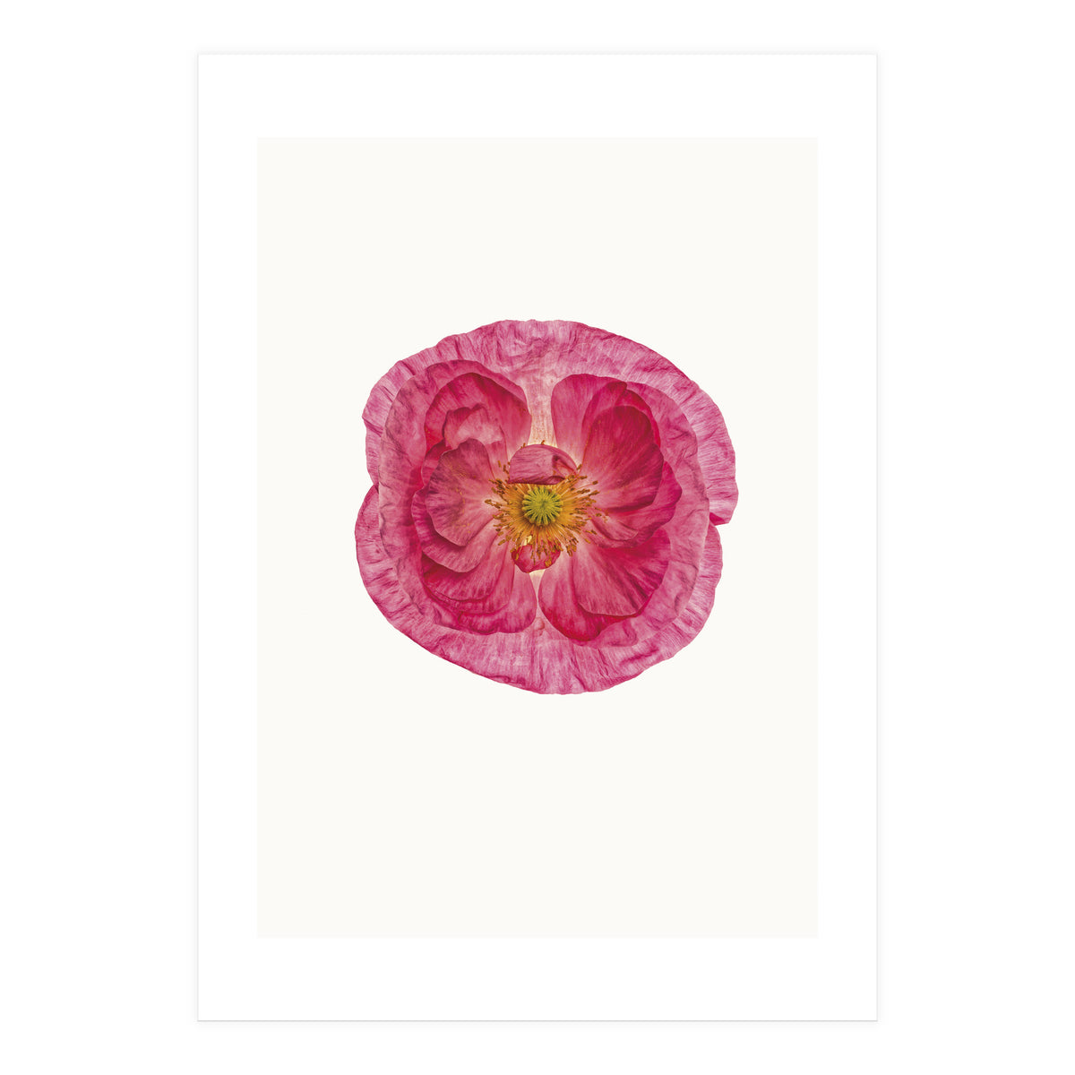 Cc Poppy 01 (Print Only)