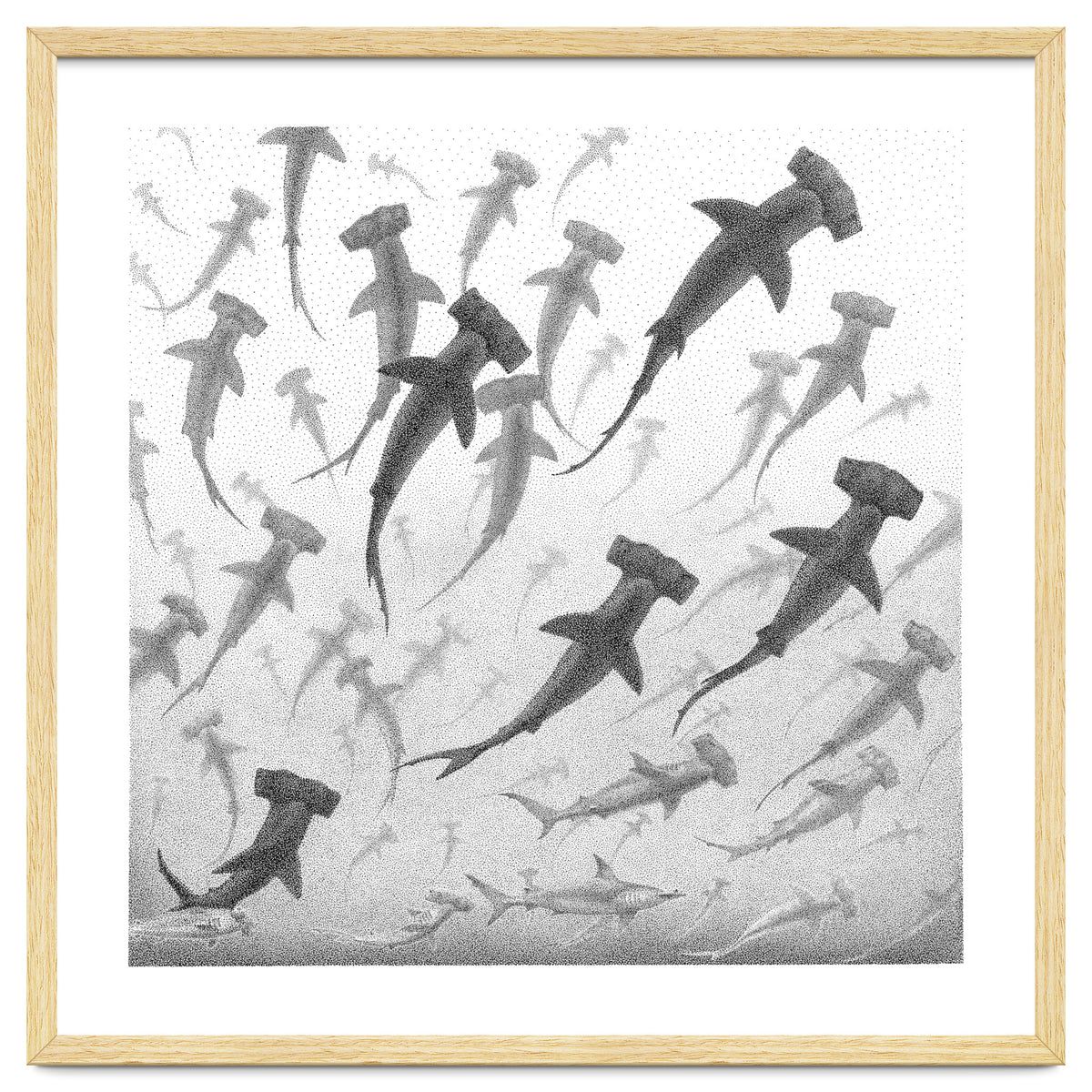 Schooling Hammerheads