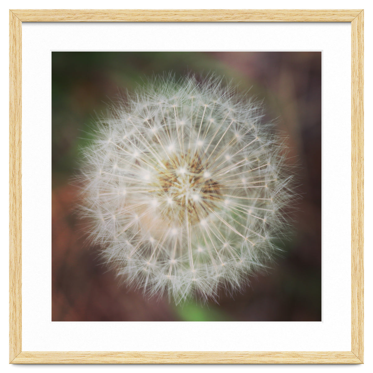 dandelion clock