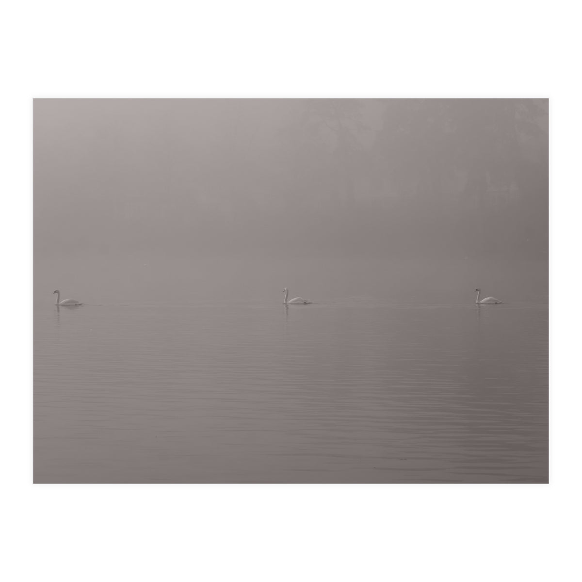 Swans in the mist (Print Only)