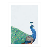 Peacock Portrait (Print Only) thumbnail