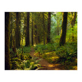 Old Growth Forest (Print Only) thumbnail
