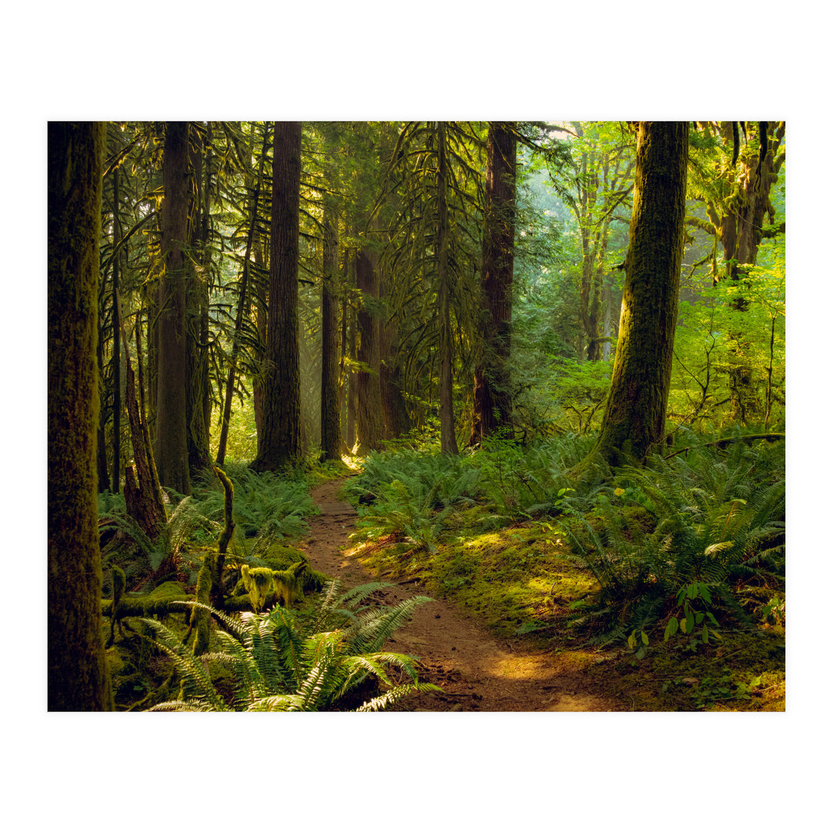 Old Growth Forest (Print Only)