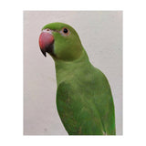 Cute Indian Parakeet (Print Only) thumbnail