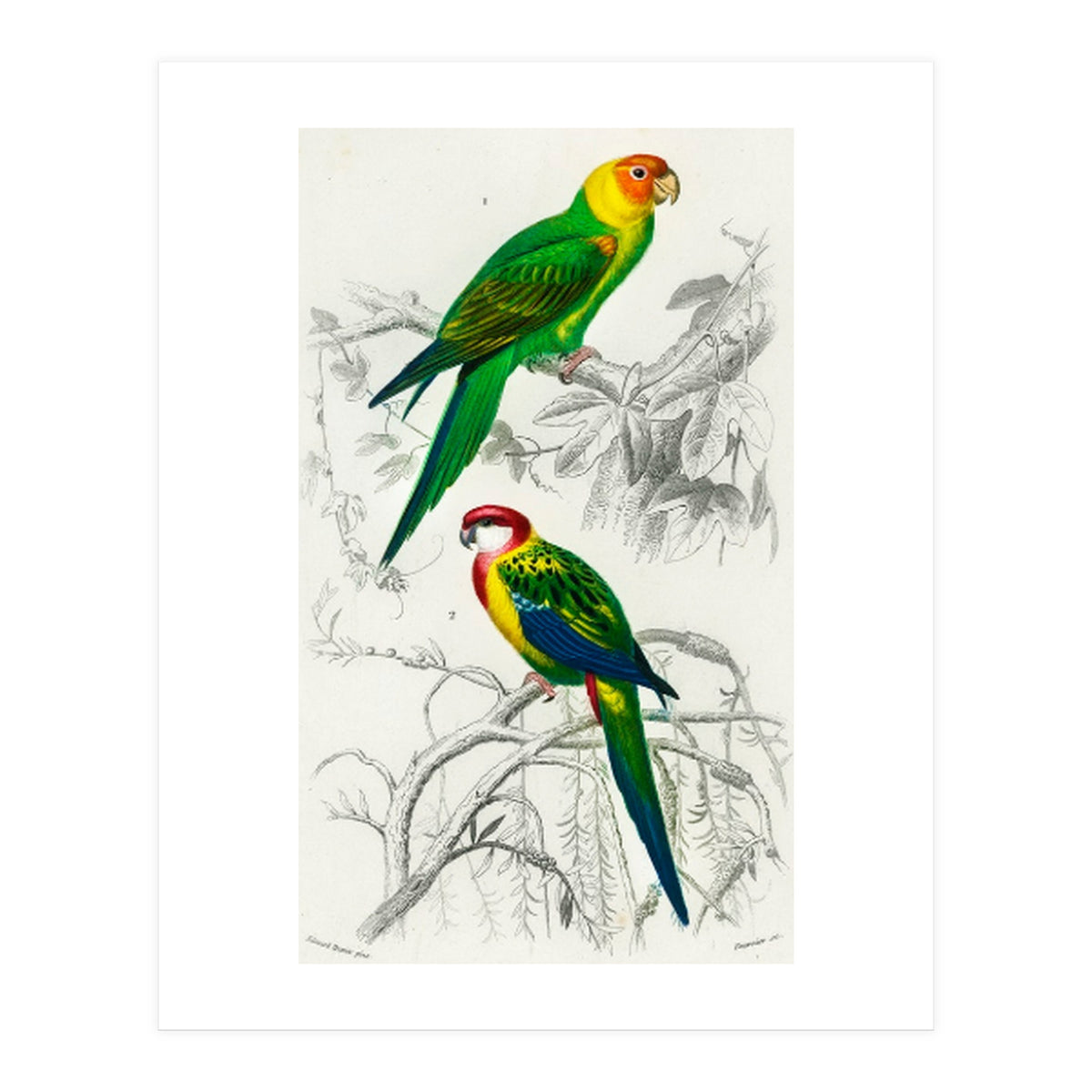 Different types of birds illustrated (Print Only)