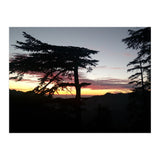 Sunset Tree (Print Only) thumbnail
