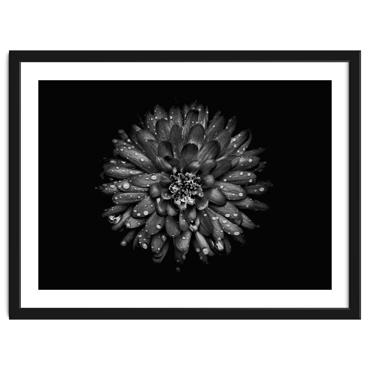 Backyard Flowers In Black And White No 45