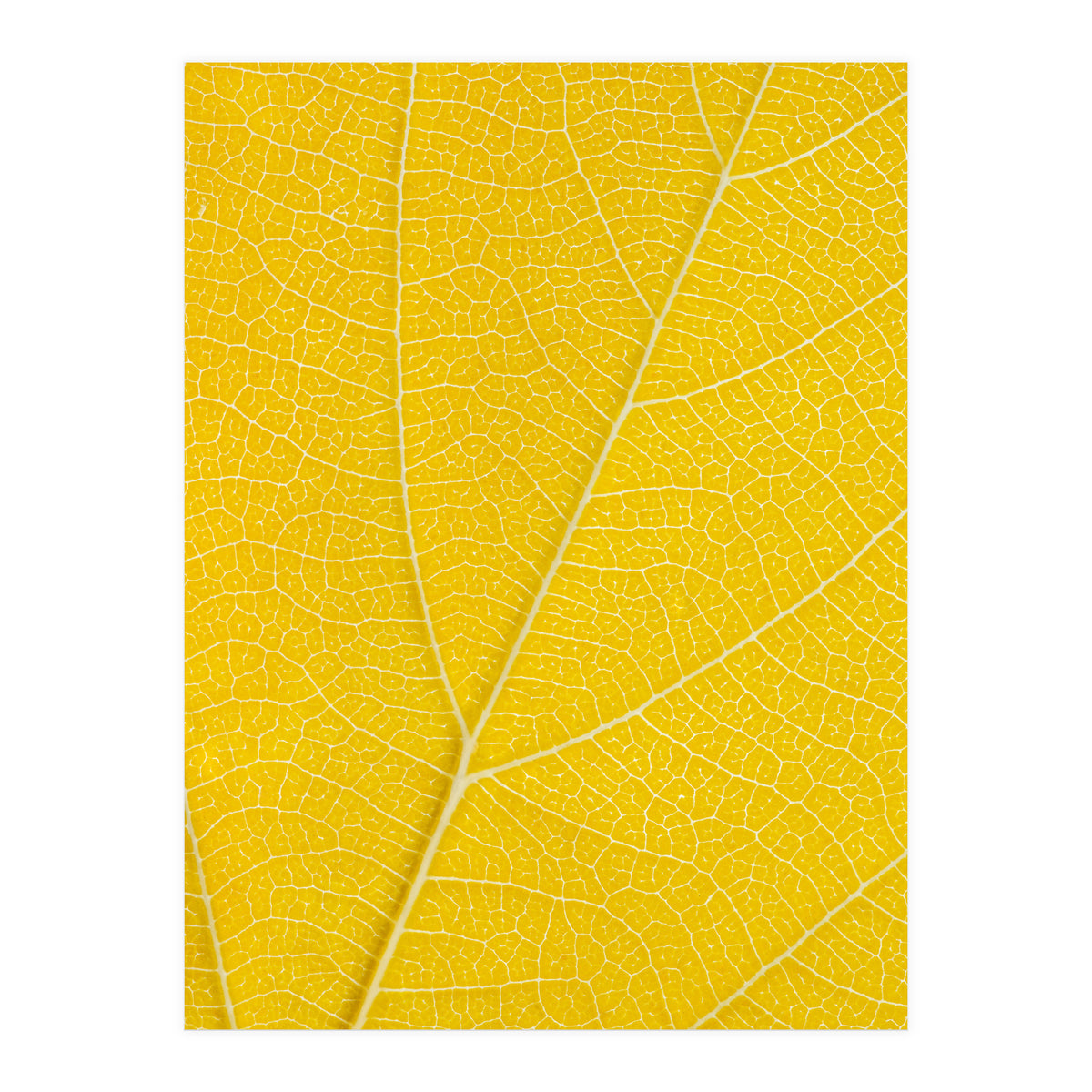 Autumn Leaf (Print Only)