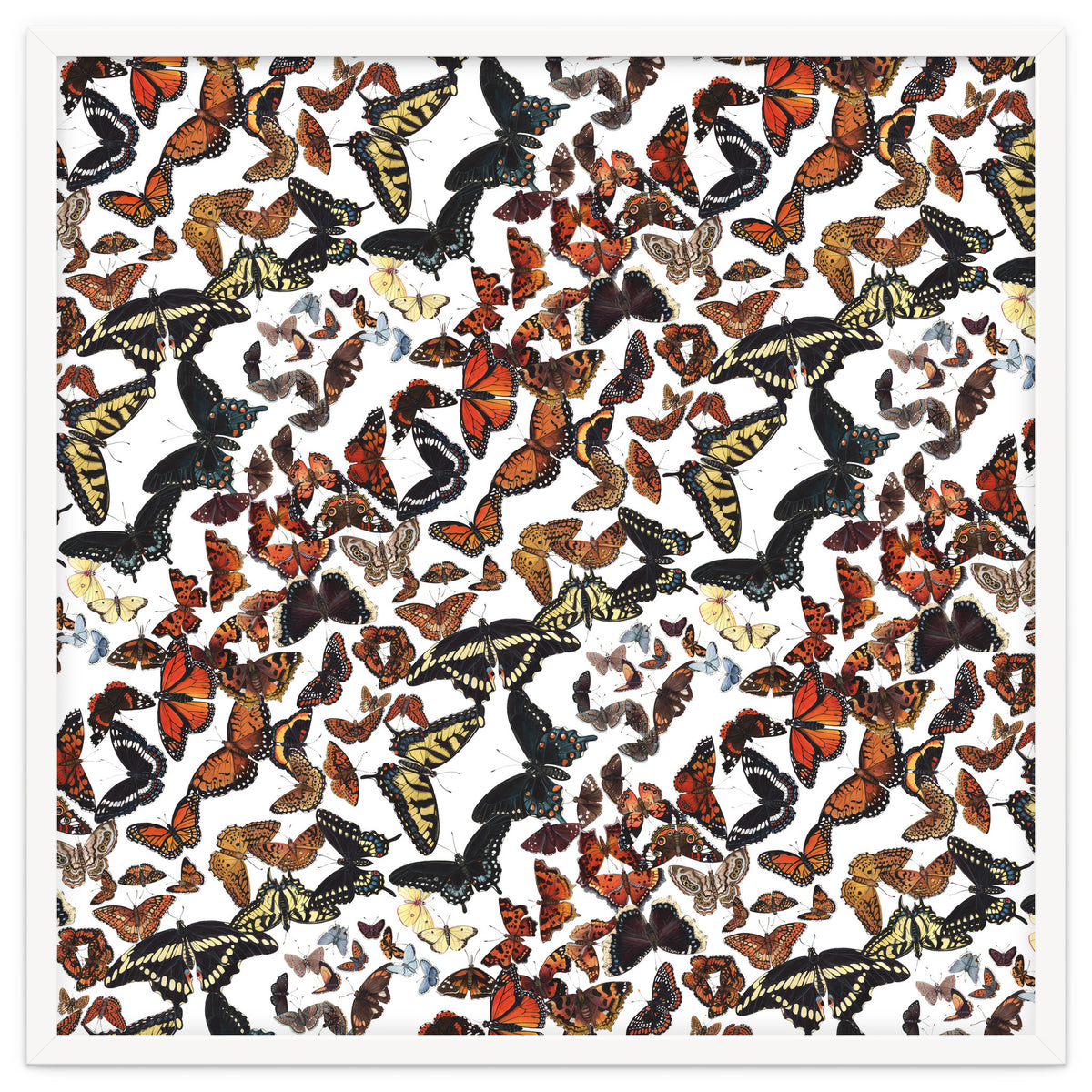 Maine Butterflies Pattern