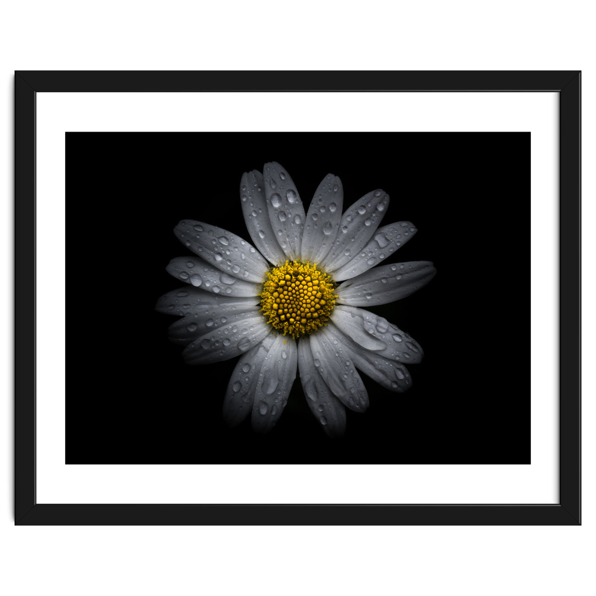 Backyard Flowers No 16 Color Version