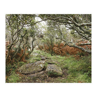 Undergrowth (Print Only)