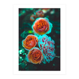 Rose Flowers  (Print Only) thumbnail
