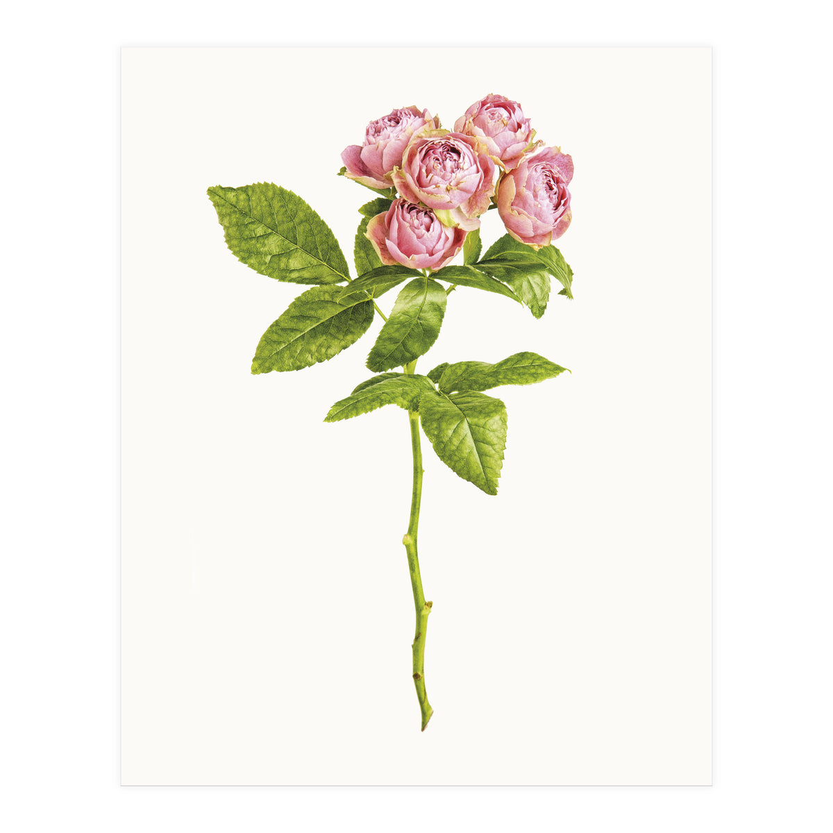 Cc Roses 04 (Print Only)