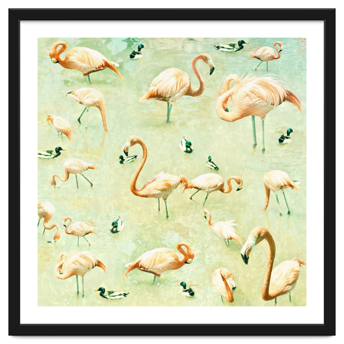 Flamingos