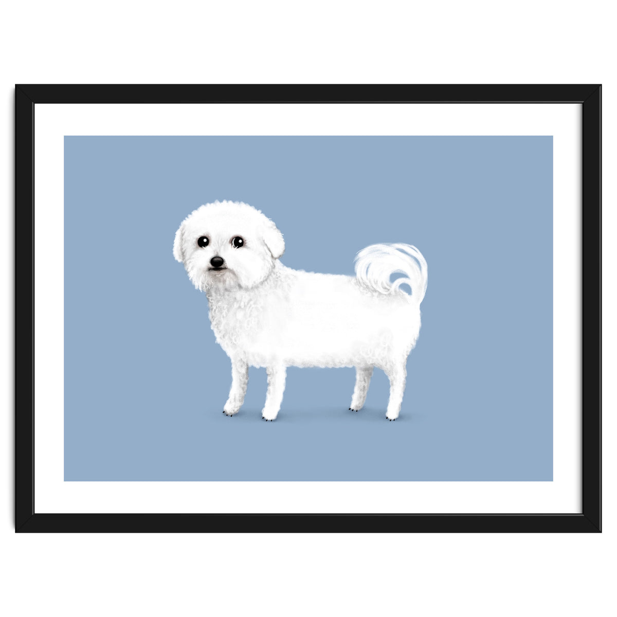 Bichon Frise