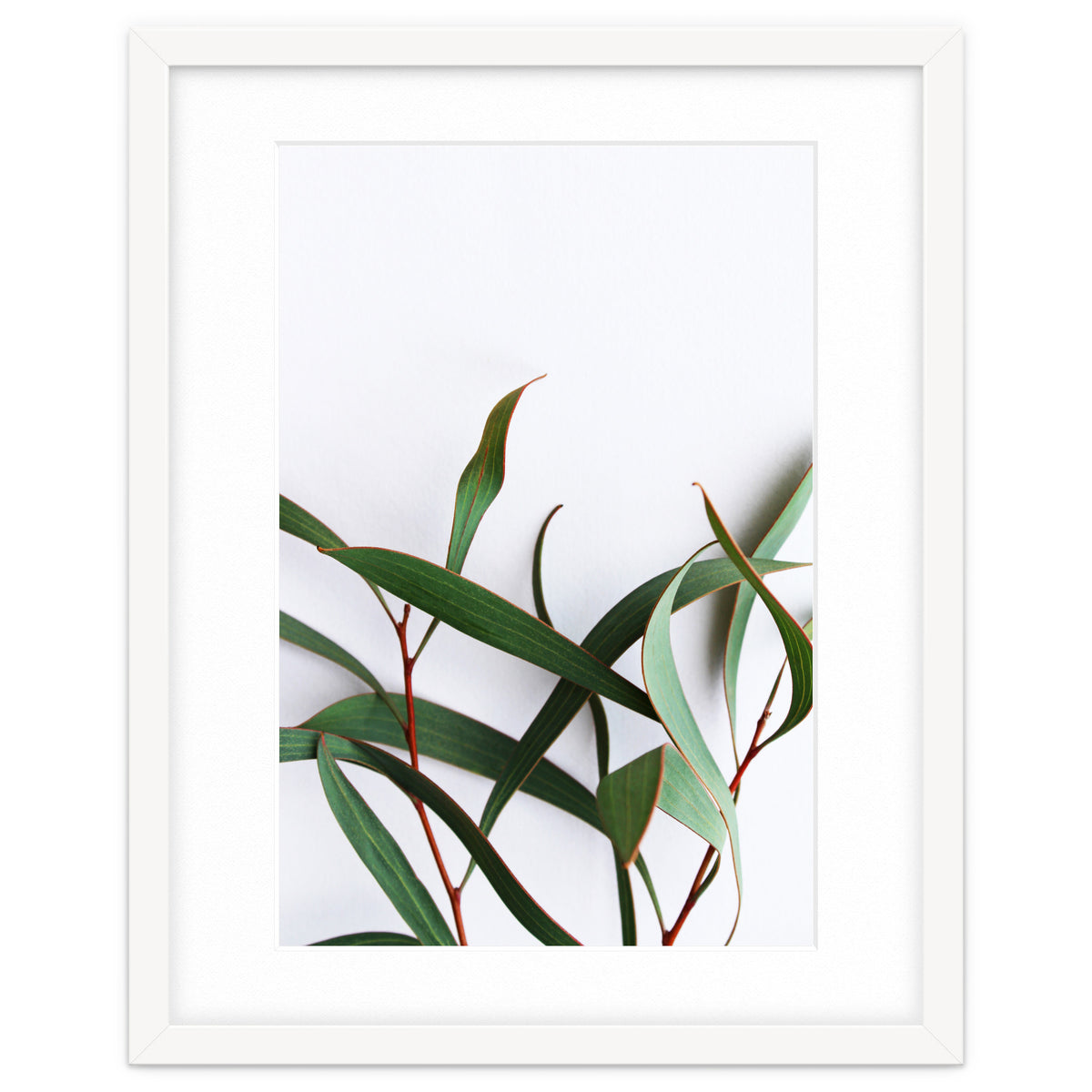 Green Eucalyptus leaves