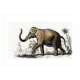 Asiatic elephant indicus illustrated (Print Only) thumbnail