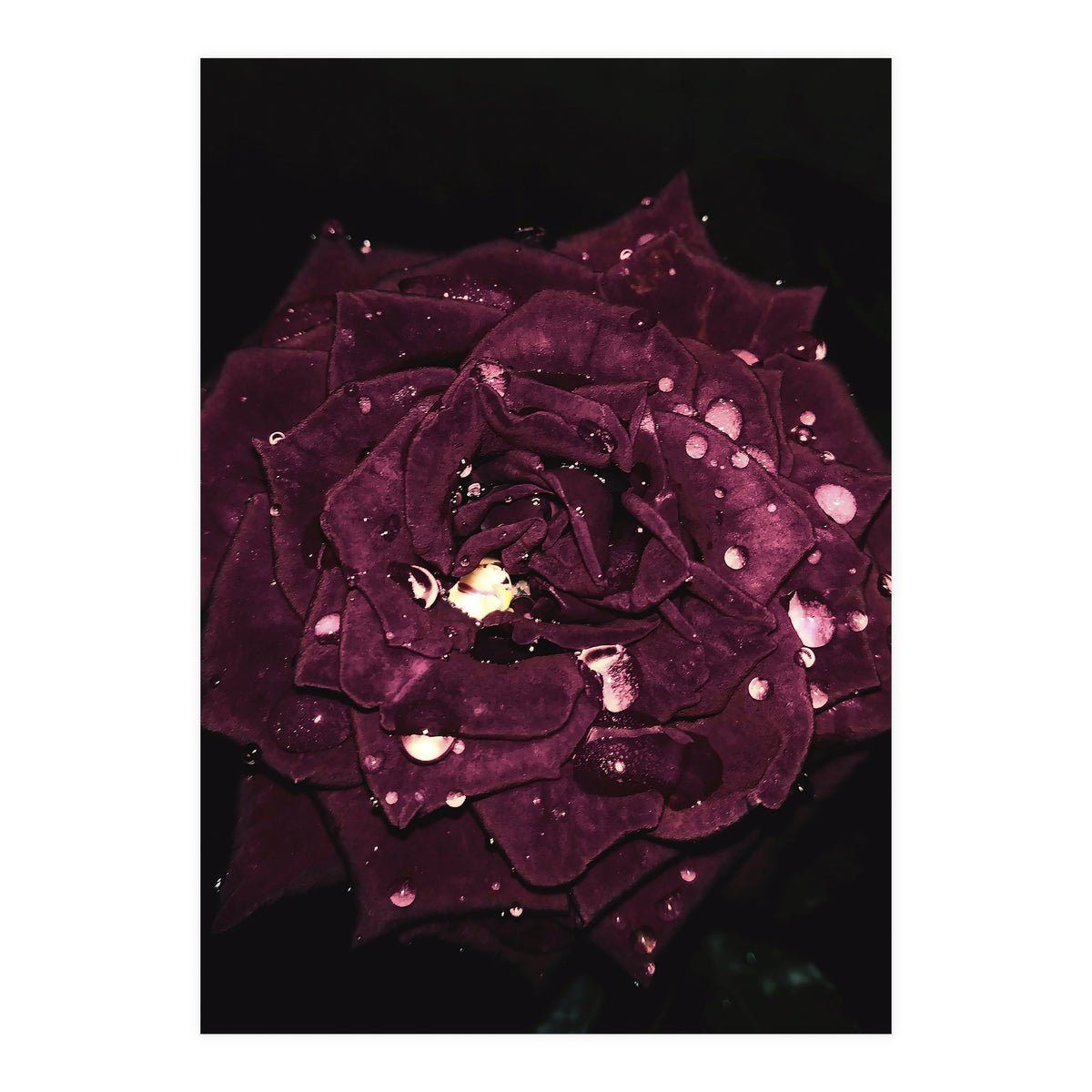 Shining Red Rose (Print Only)