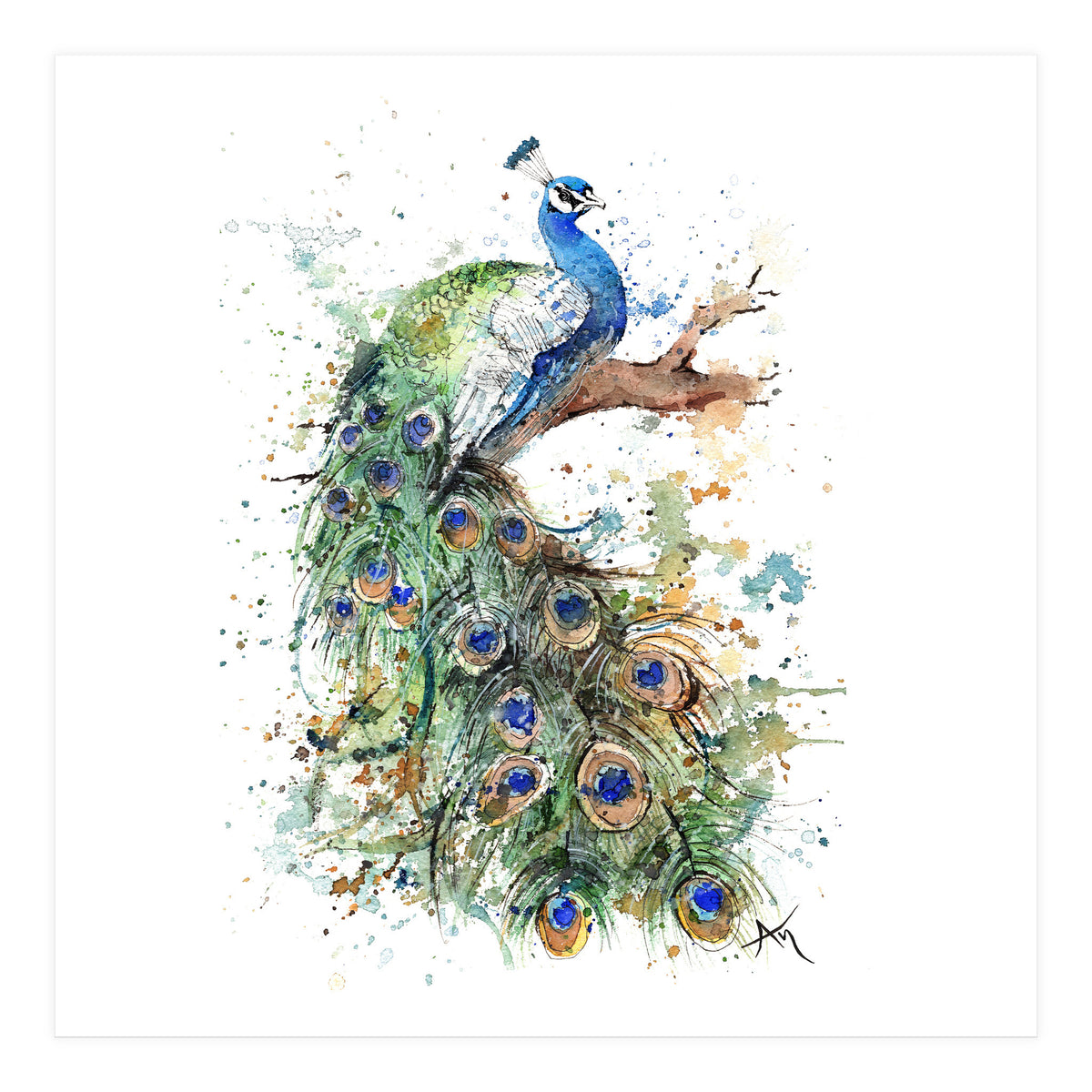 Peacock - Wildlife Collection (Print Only)