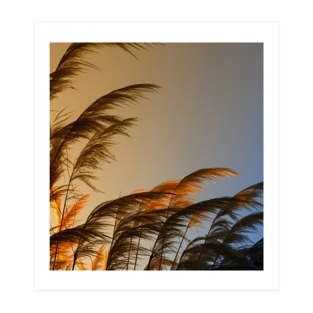 Sunset in autumn (Print Only)