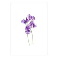 A Purple Posy Of Sweet Peas (Print Only)