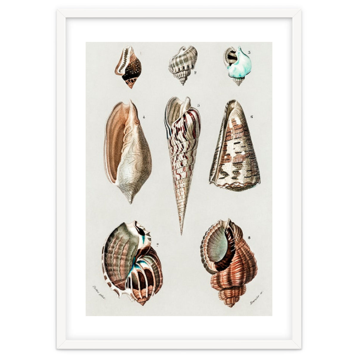 Different types of mollusks illustrated