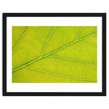 Autumn Leaf thumbnail