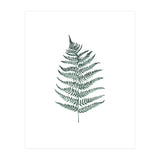 Botanical Illustration Silverfern (Print Only) thumbnail