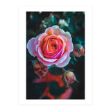 delicate rose (Print Only) thumbnail