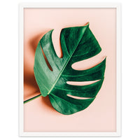 Monstera Shadow