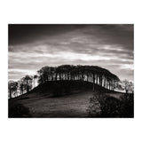 Trees in Silhouette (Print Only) thumbnail