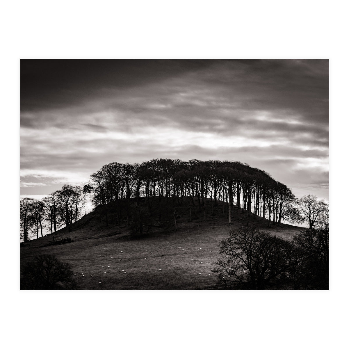 Trees in Silhouette (Print Only)