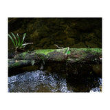 Nature #1 (Print Only) thumbnail