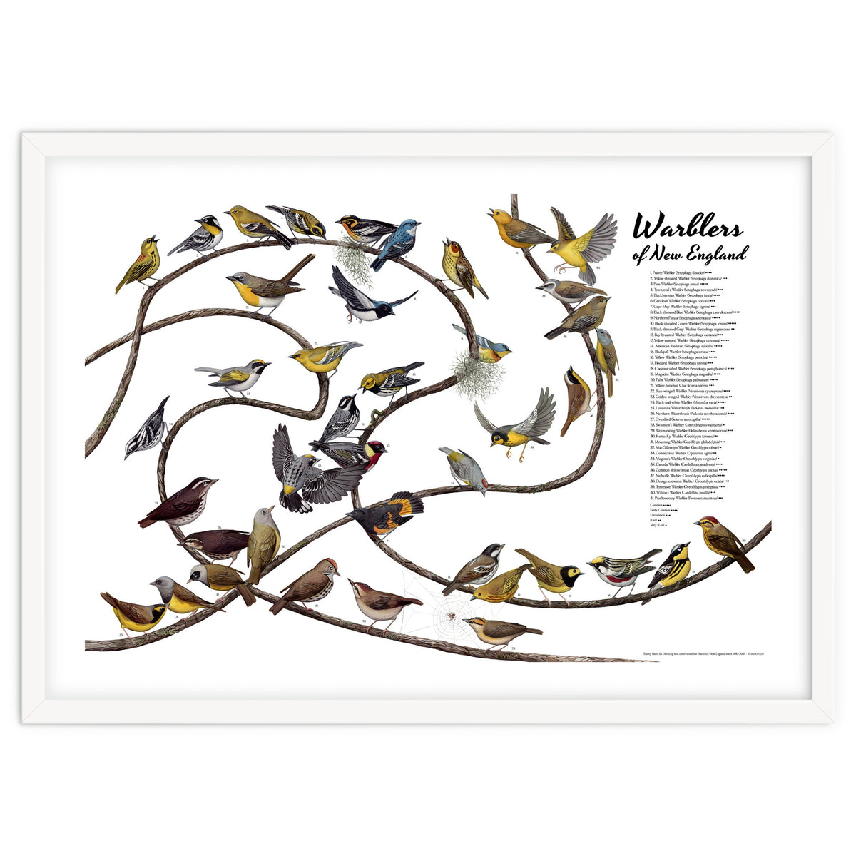 Warblers of New England