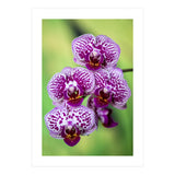 Orchidee Flower (Print Only) thumbnail
