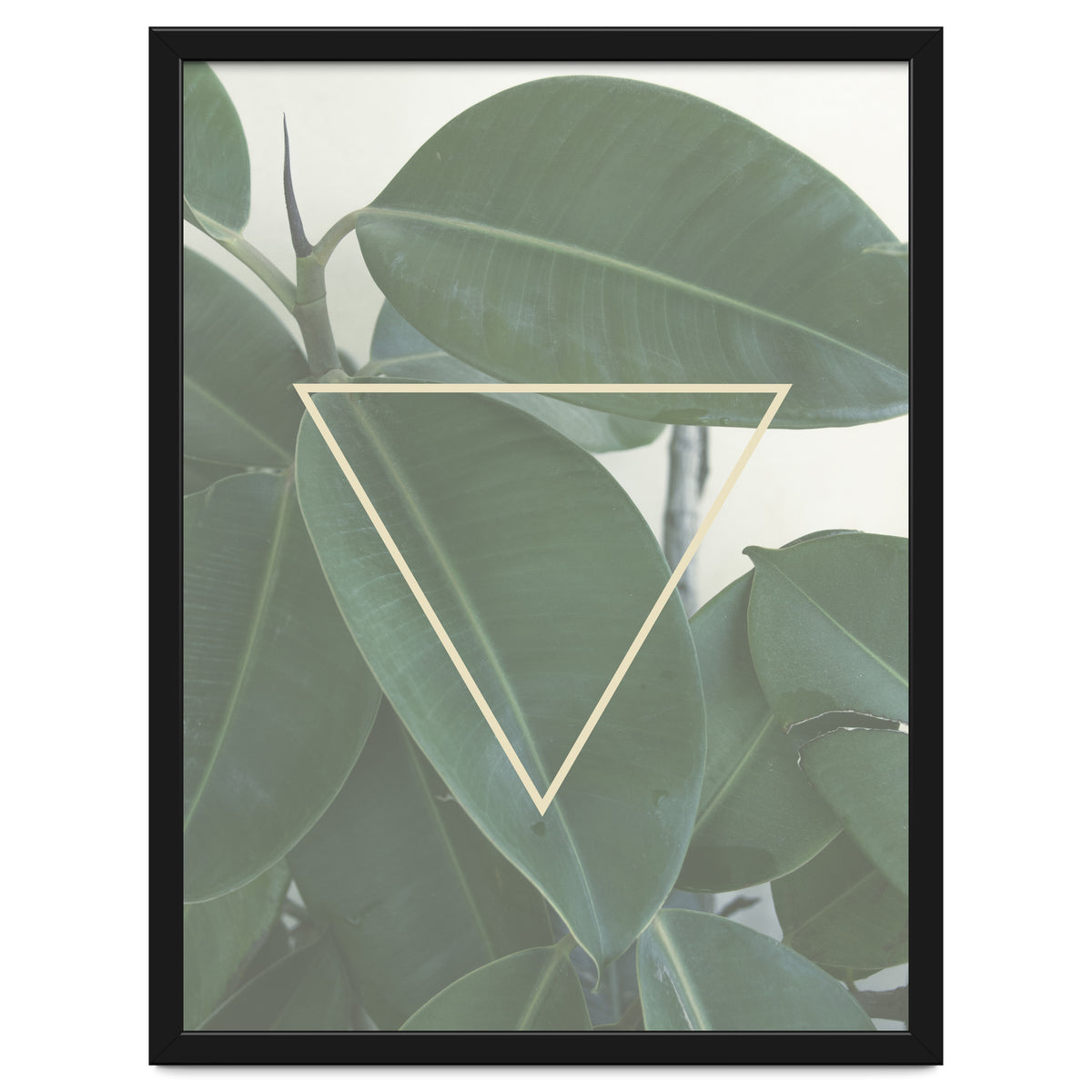 ficus triangle