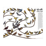 Warblers of New England (Print Only) thumbnail