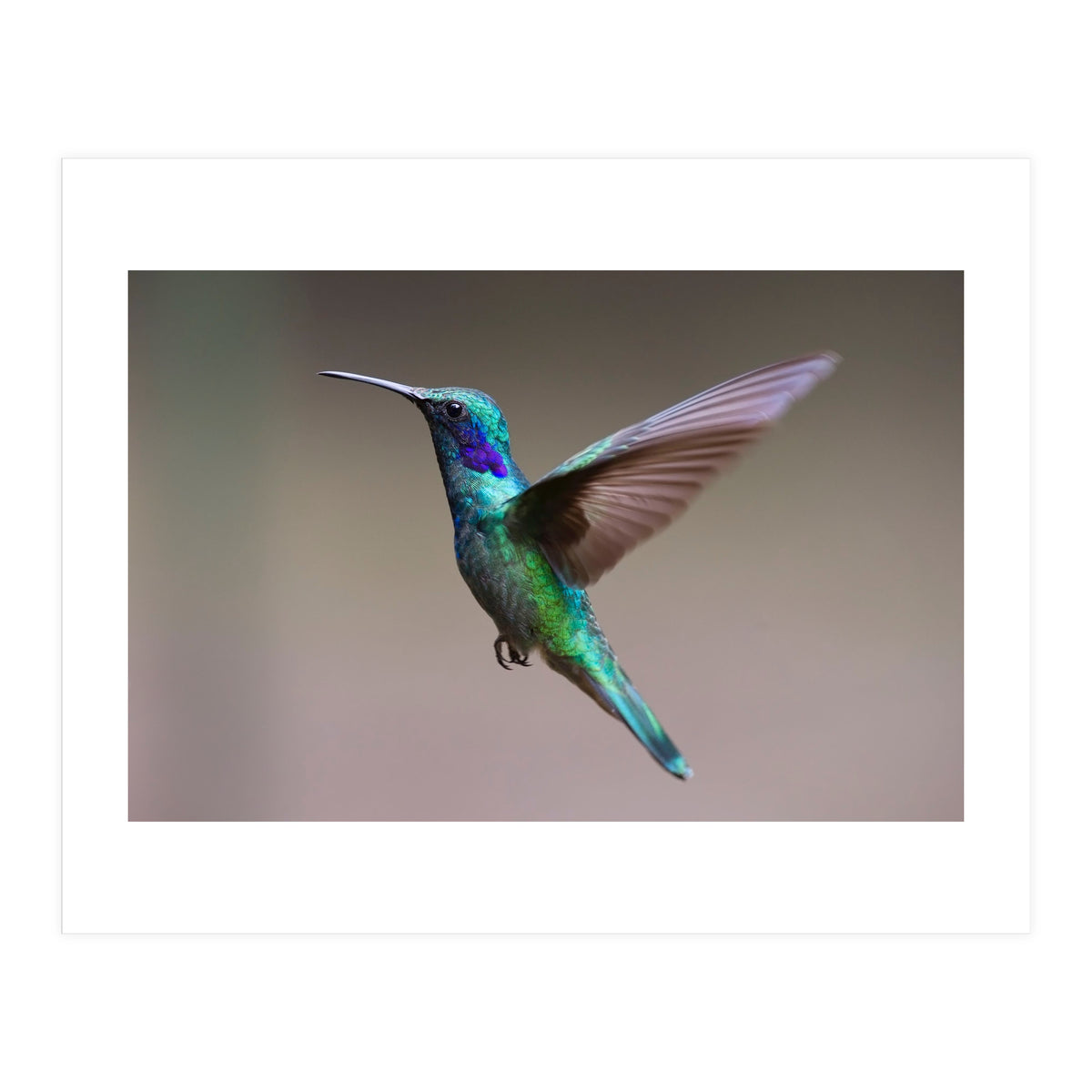 Hummingbird flying (Print Only)