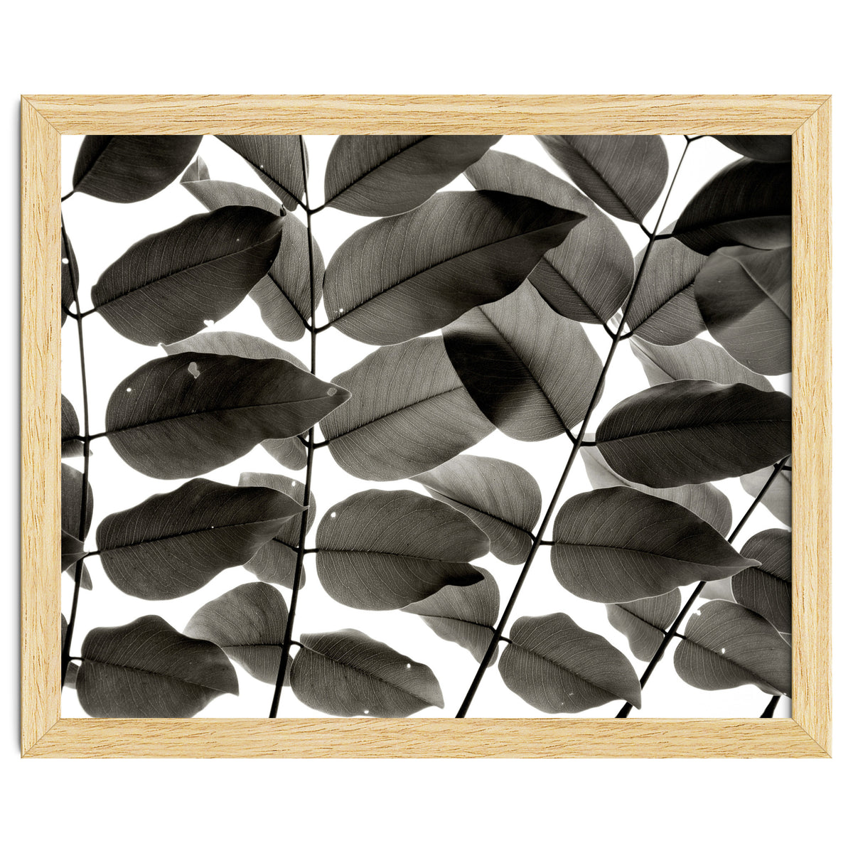 Branches and Leaves I