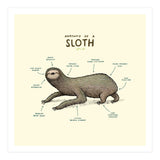 Anatomy Of A Sloth (Print Only) thumbnail
