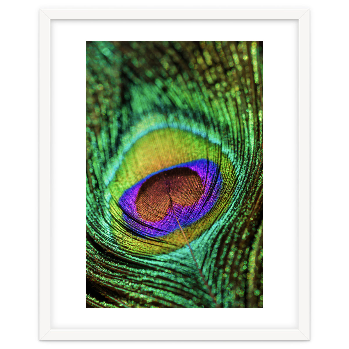 Peacock feather Art Print by Steffen Gierok