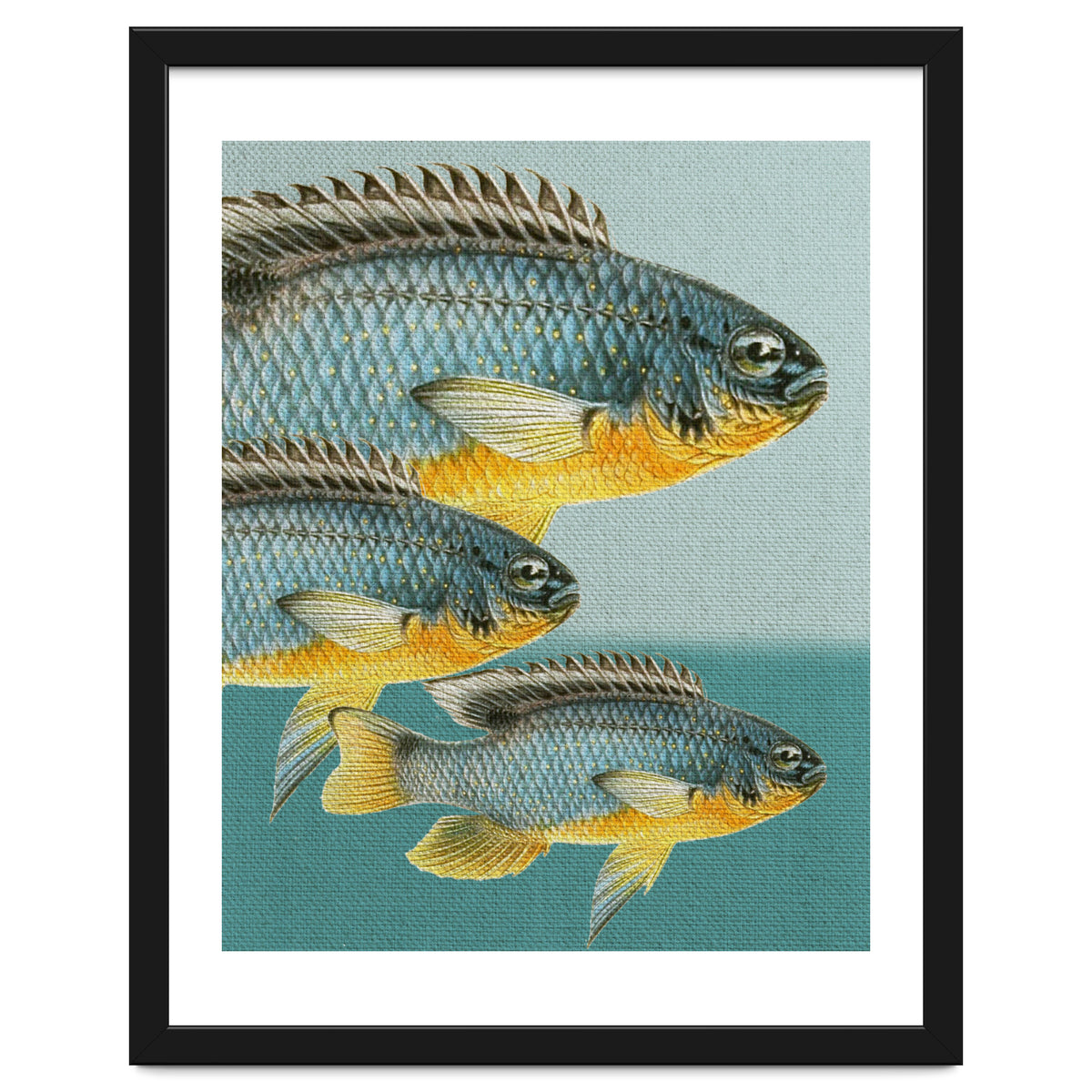 Fish Classic Designs 12