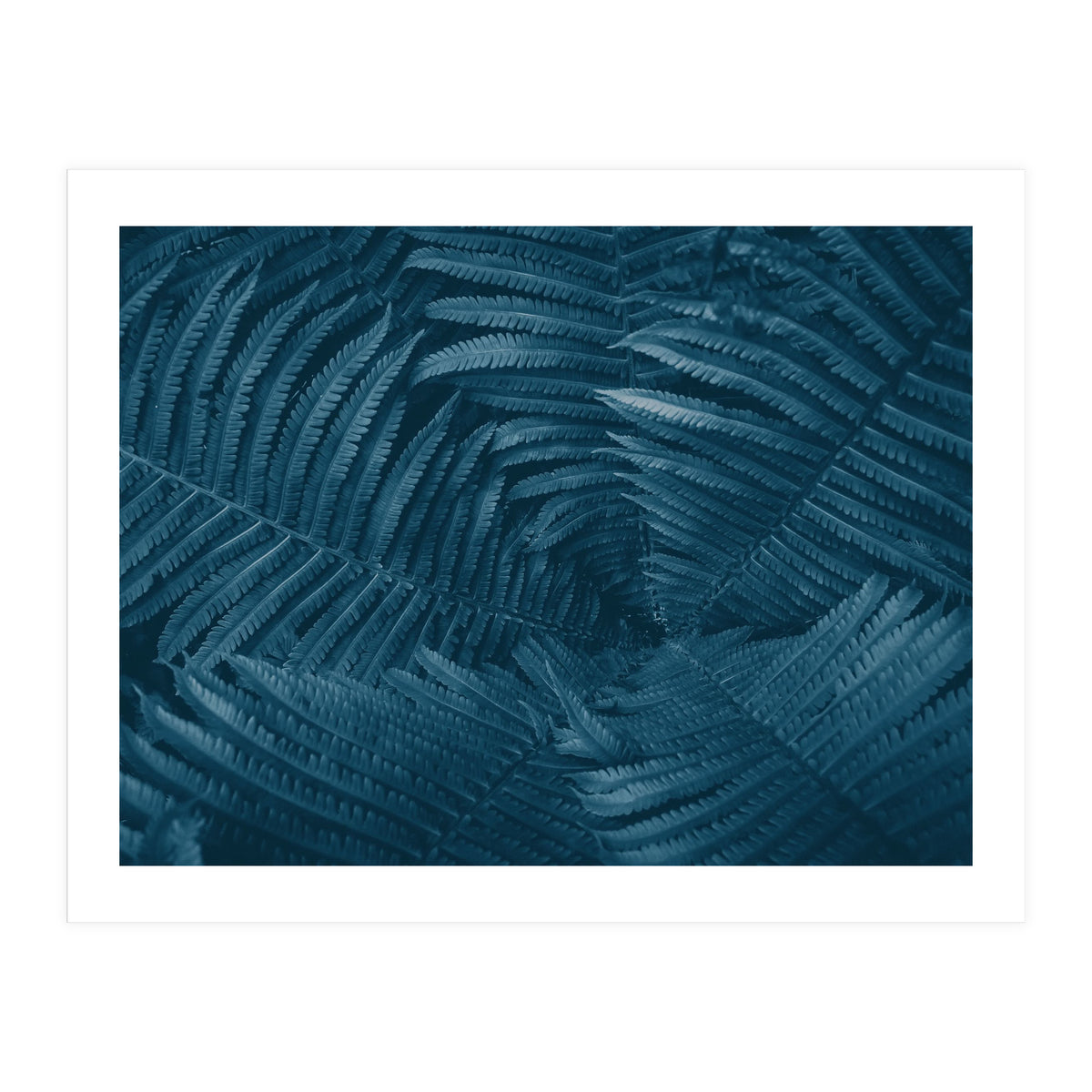 Pteridopsida 4 (Print Only)