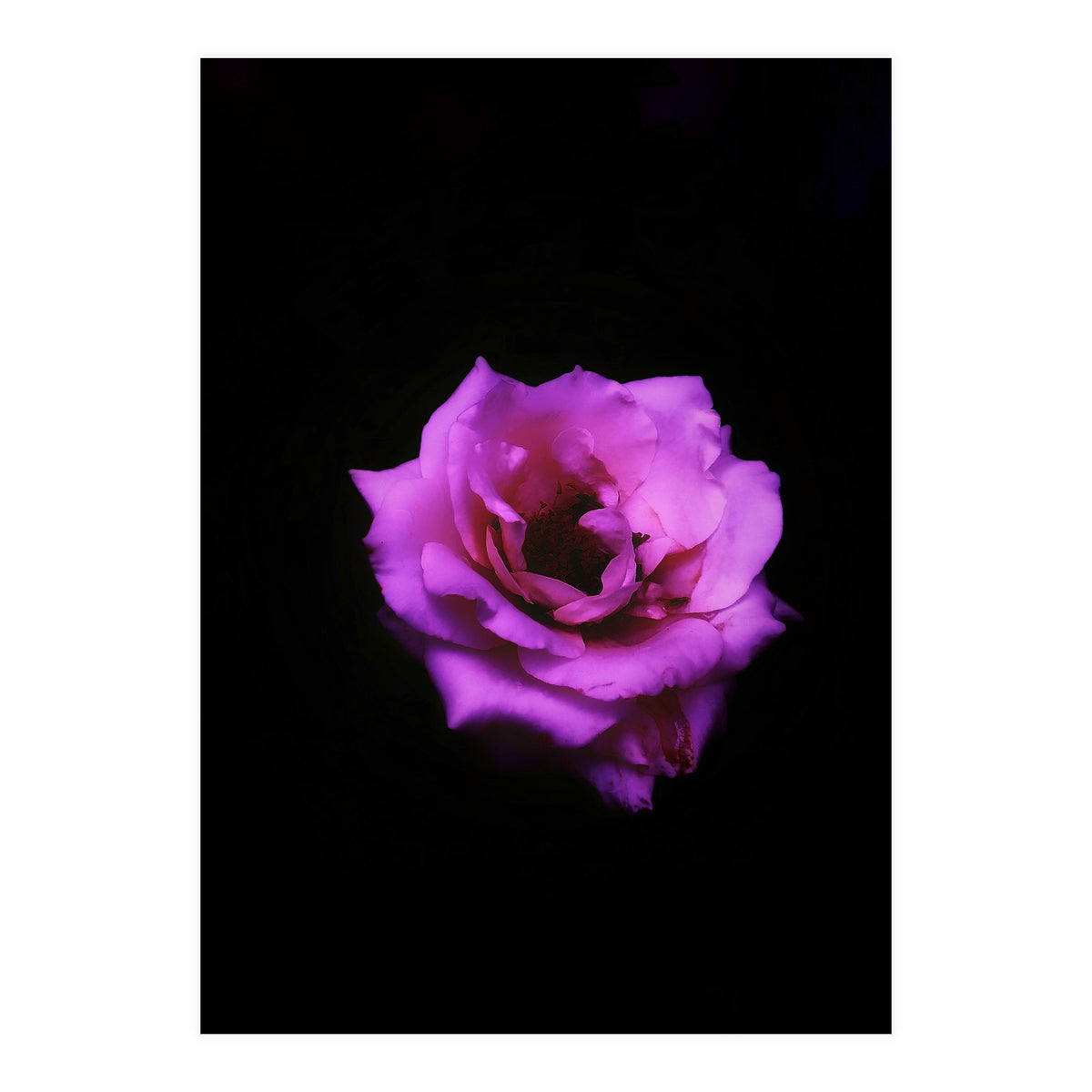 PINK ROSE IN DARK SPACE (Print Only)
