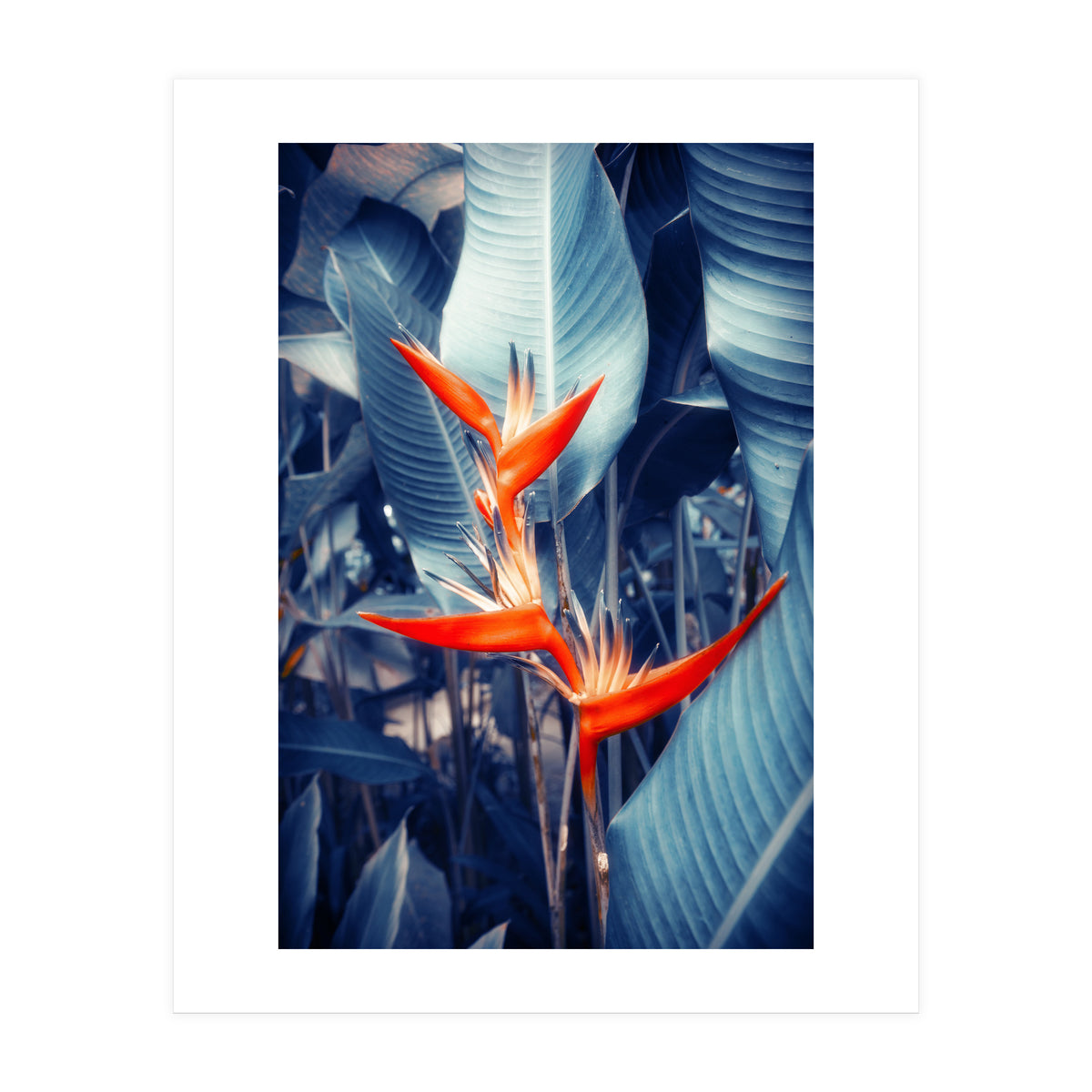 Parakeet Tropical Flower (Print Only)
