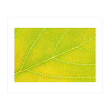 Autumn Leaf (Print Only) thumbnail