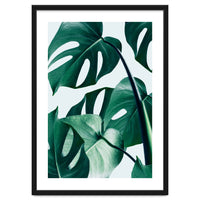 Monstera