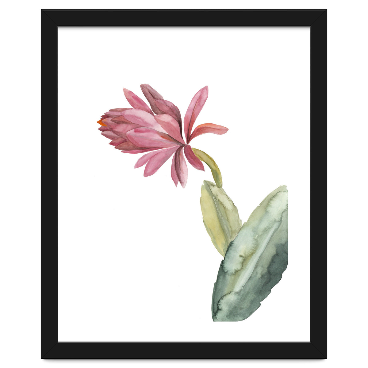 Botanical Illustration Pink Cactus Flower