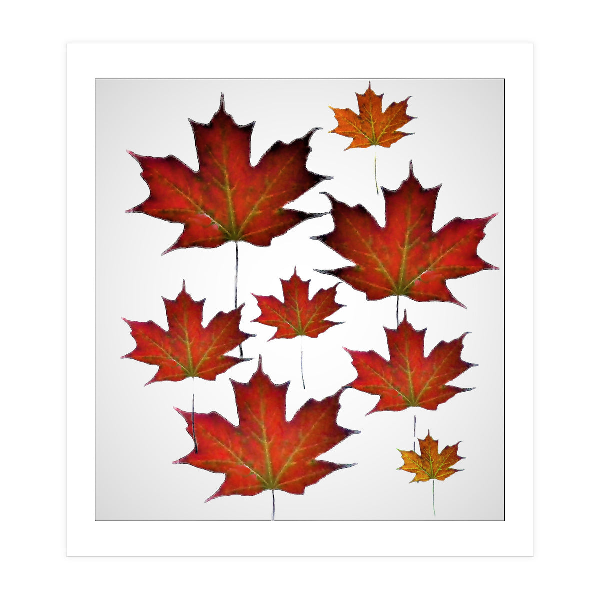 Autumn  leaves (Print Only)